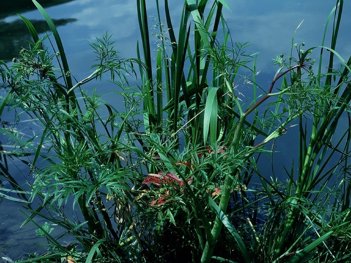 Cicuta virosa (Apiaceae)